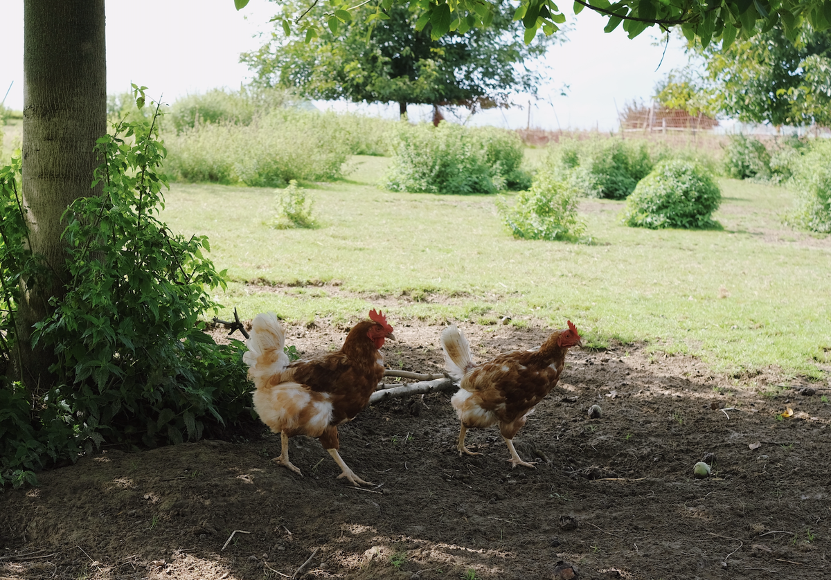 Massentierhaltung, Tierhaltung, Bauernhof, Lebenshof, Umstellung Landwirtschaft, Bio, Tierhaltung, Massentierhaltungsinitative