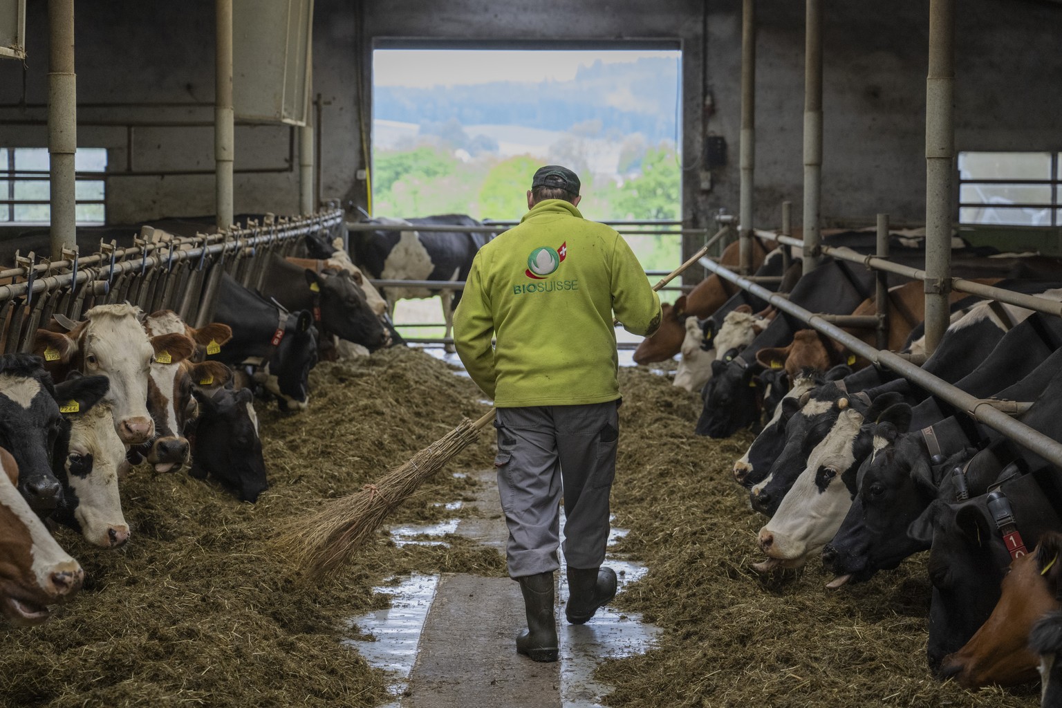 KEYPIX - Ein Landwirt pflegt einen Kuhstall auf dem Bio Sonnhaldenhof der Bauernfamilien Grueter in St. Urban im Kanton, anlaesslich einer Jahres Medienkonferenz von Bio Suisse am Dienstag, 6. Mai 202 ...