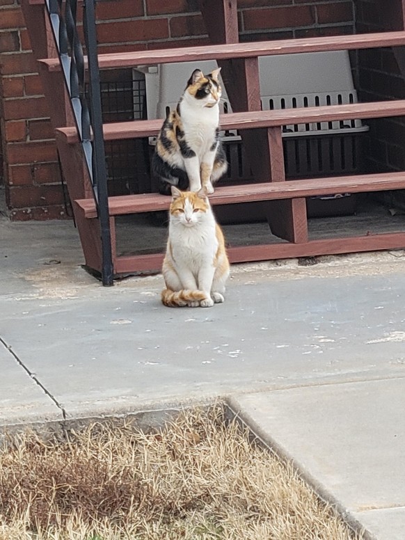 cute news tier katzen sitzen auf treppe

https://www.reddit.com/r/cats/comments/18g0ht9/stray_cats_are_waiting_for_me_to_get_home/