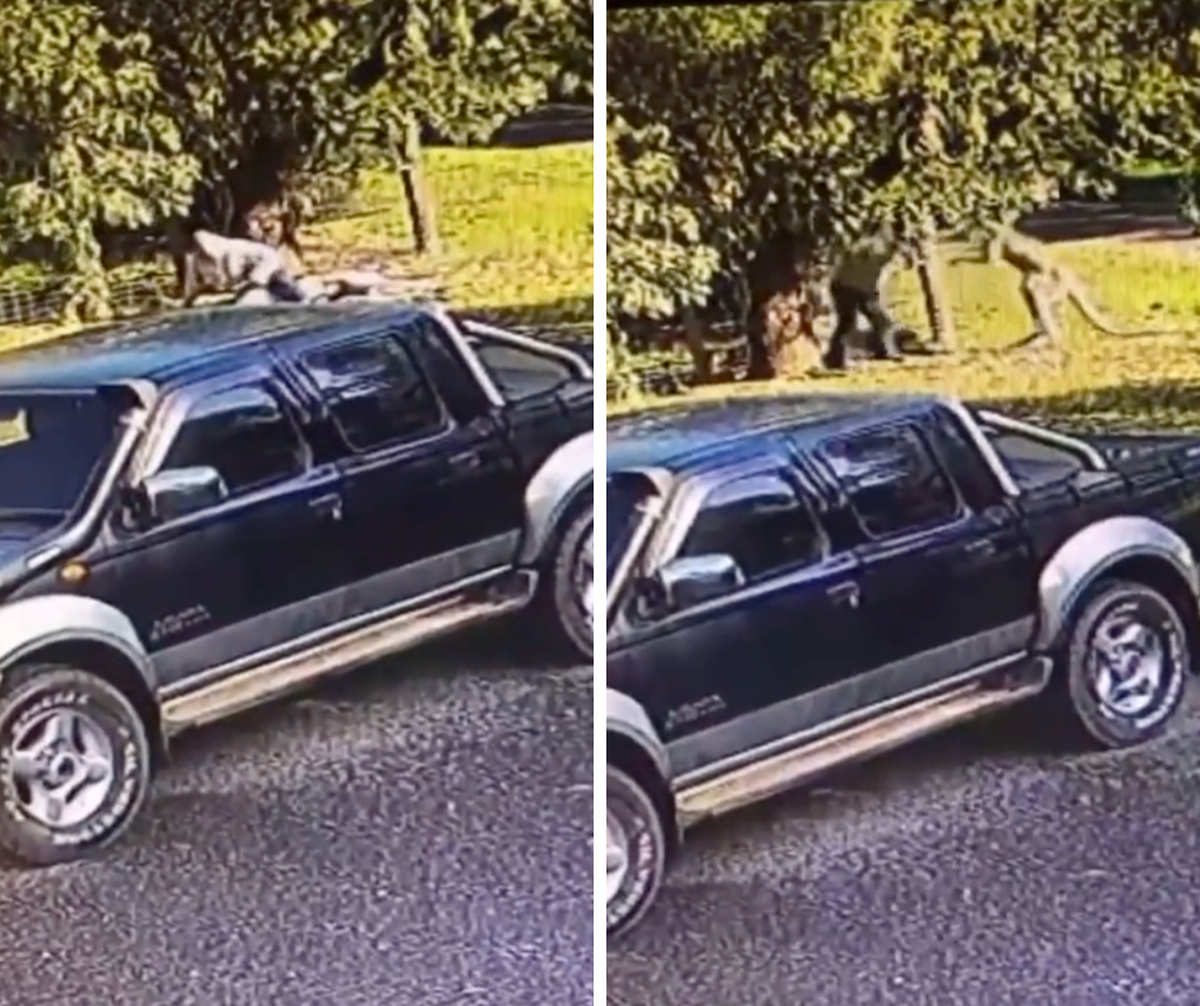 Un australien s'est battu en duel avec un kangourou géant