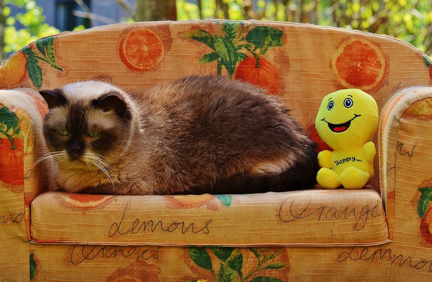 Wie man seine Katze zu sich ruft – in 10 verschiedenen Ländern