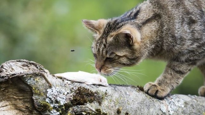 Baselland schickt Katzen offiziell auf Mäusejagd.&nbsp;