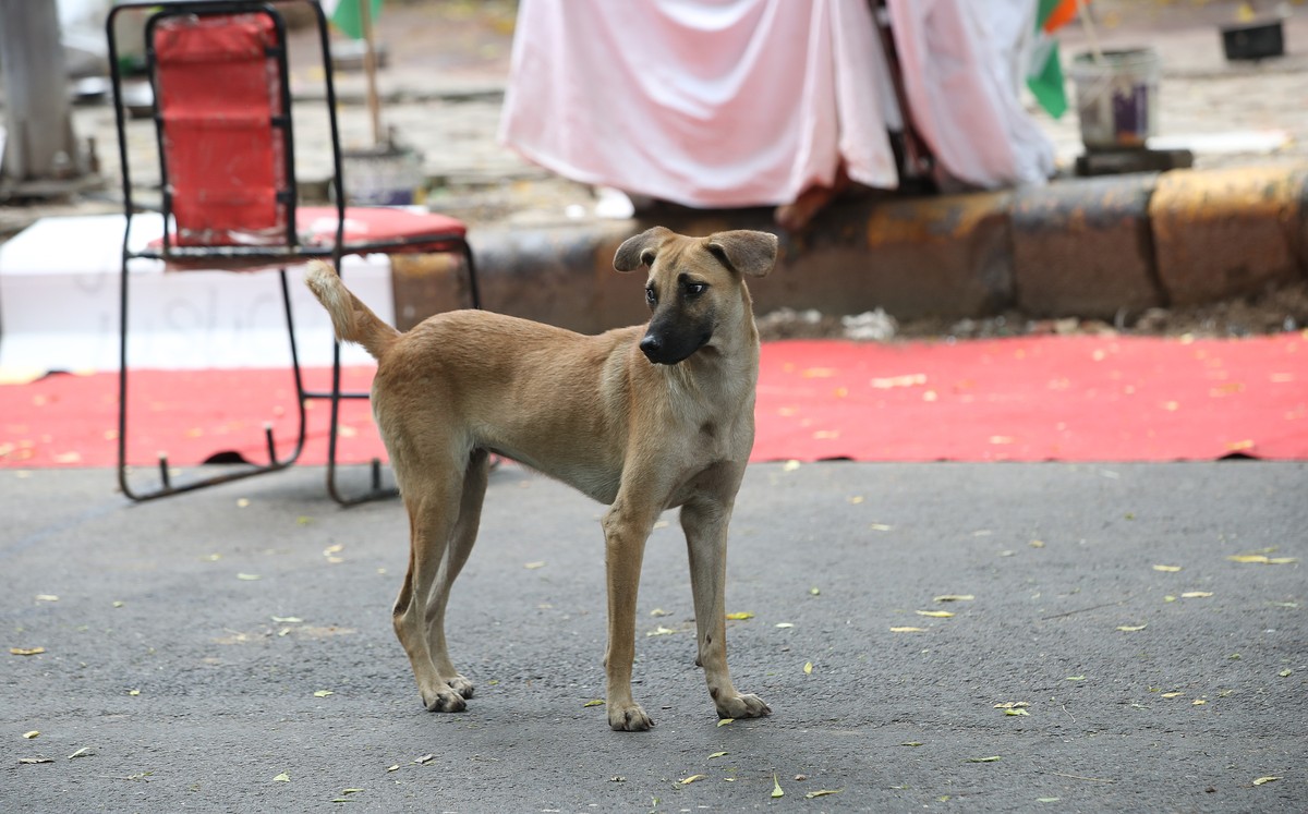 epa12316315 A stray dog walks on the street following the verdict that modified the earlier order to relocate stray dogs in New Delhi, India, 22 August 2025. The Supreme Court modified the earlier ord ...