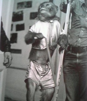 yoda affe maske star wars http://www.blastr.com/2013-11-19/rare-star-wars-photos-reveal-trained-monkey-who-almost-played-yoda