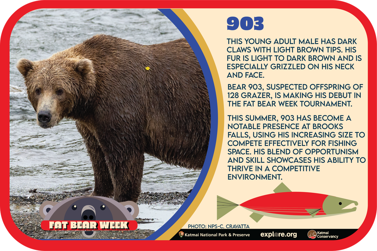 Bär 903 bei der «Fat Bear Challenge»