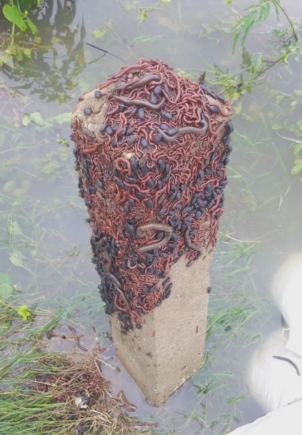 creepy nature

https://www.reddit.com/r/oddlyterrifying/comments/1mkmas4/these_worms_on_a_pole_gathered_up_on_one_spot/