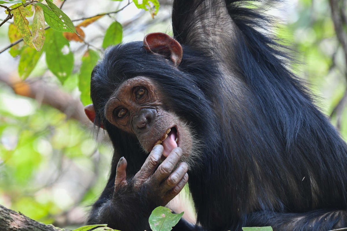 Nikon Comedy Wildlife Awards 2025