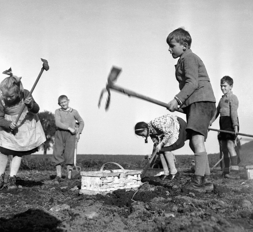 MILESTONES CATALOGUE - Children harvest potatoes, pictured in October 1965 in Switzerland. With the burning of the potatoe shrubs the last summer field work comes to an end. Already, preparations for  ...