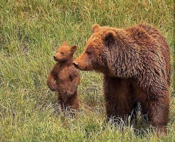 Cute News Eltern und ihr Nachwuchs.