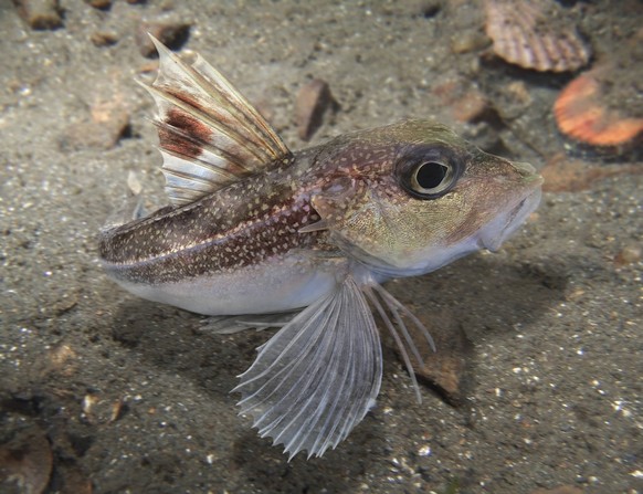 Grey gurnard, Eutrigla gurnardus. Can be found at depths from 10 to 200 m. Like Grey gurnard, Eutrigla gurnardus. Can be found at depths from 10 to 200 m. Like other sea robins, grey gurnards produce ...