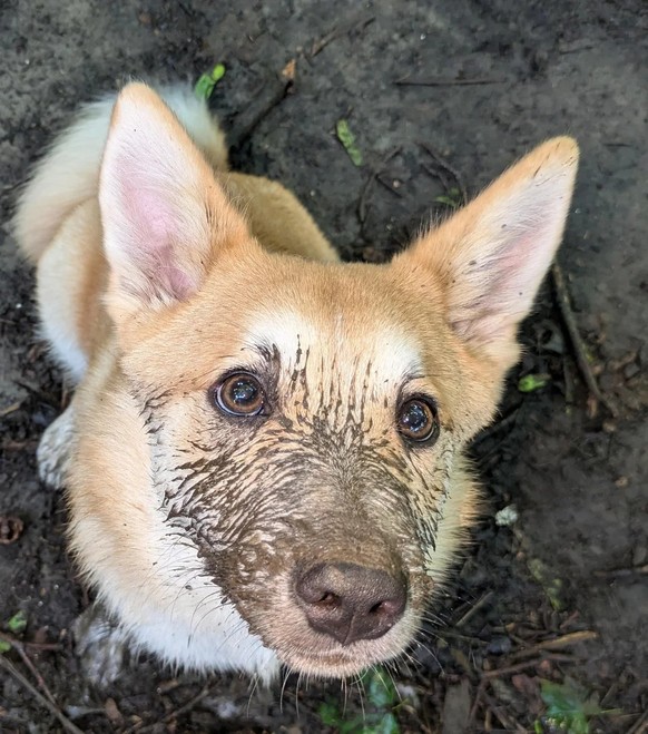 cute news tier hund

https://www.reddit.com/r/rarepuppers/comments/1e4hnkh/the_extremely_rare_icemudic_sheepdog_in_its/