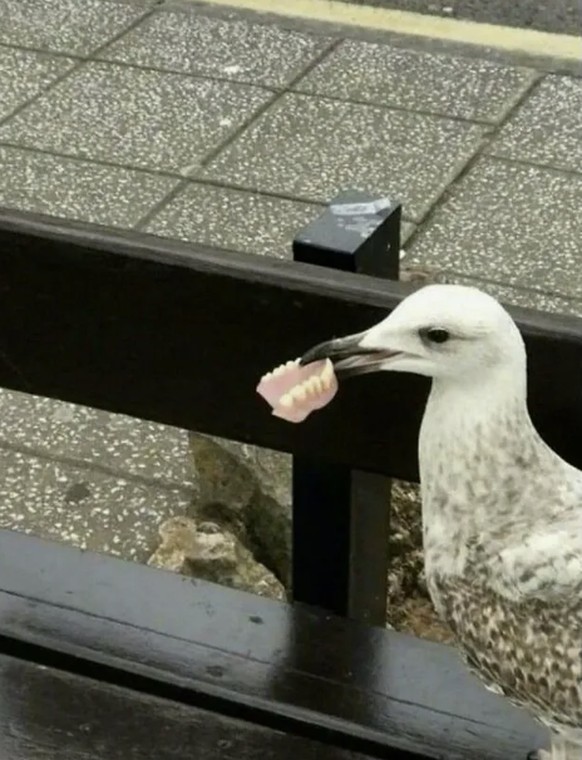 Cute News: Freche Möwe