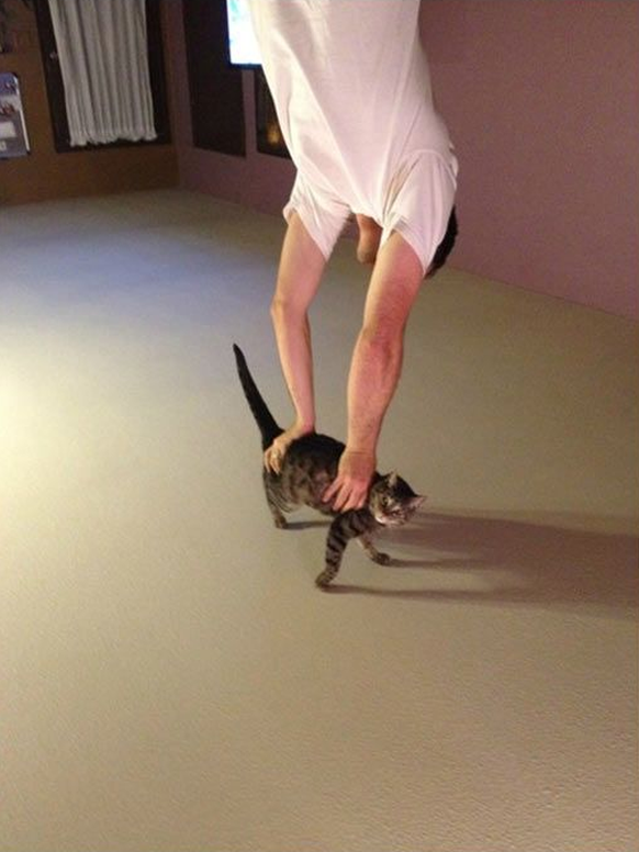 Katze &quot;Handstand&quot;
Cute News
http://imgur.com/gallery/aN7Br