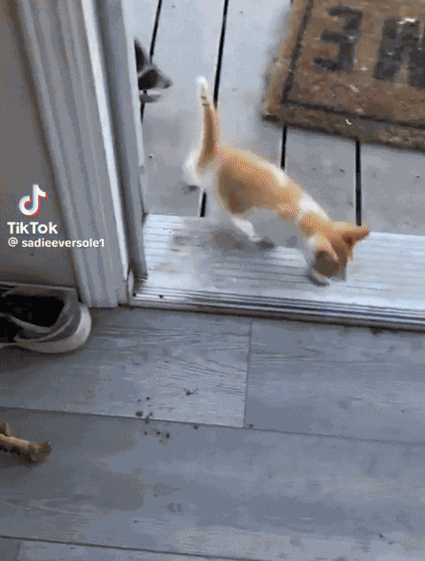 Animiertes GIF
