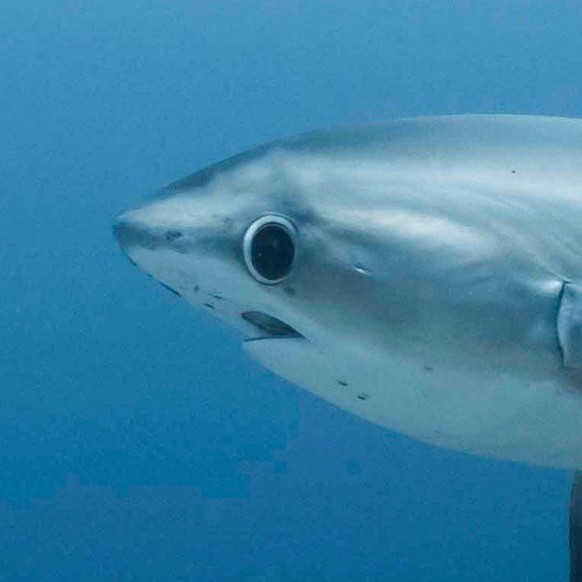shark in the water.  https://imgur.com/t/shark/7bj19yk
