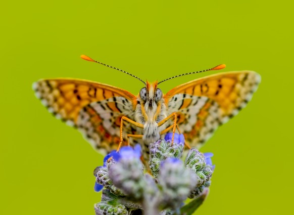 Schmetterling