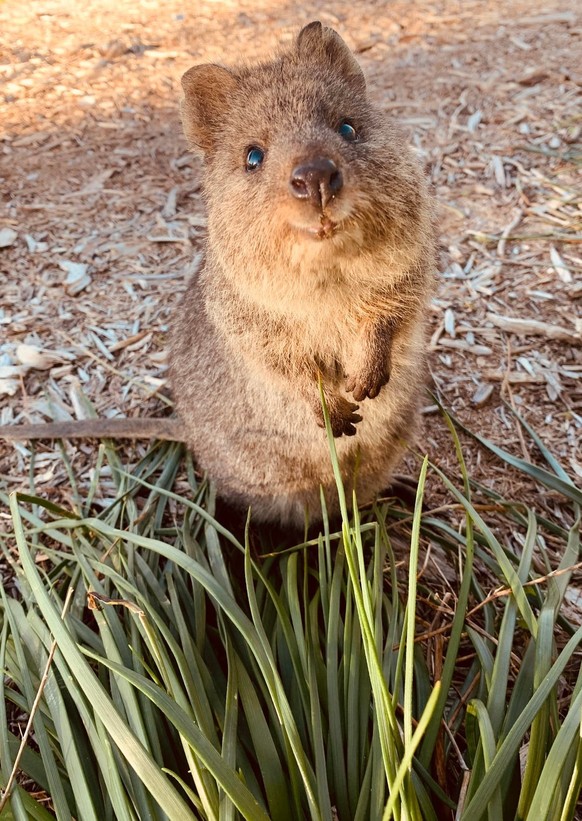 cute news tier quokka

https://www.reddit.com/r/Animals/comments/1ptlguy/my_favorite_obscure_animals/