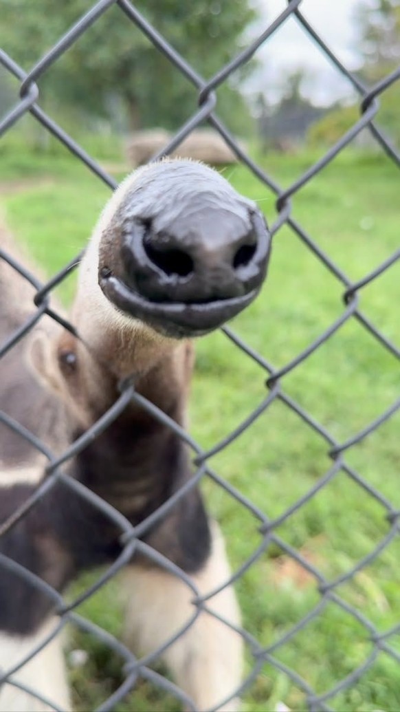 cute news tier nasenbär

https://ch.pinterest.com/pin/99712579246903151/