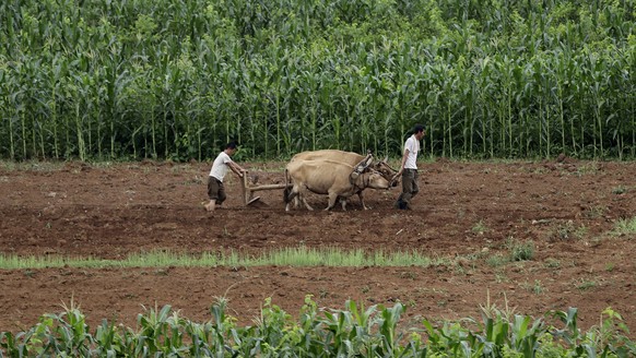 North Korean men work on farm fields along the Pyongyang-Wonsan highway on Thursday, July 20, 2017, in Sangwon, North Korea. (AP Photo/Wong Maye-E)