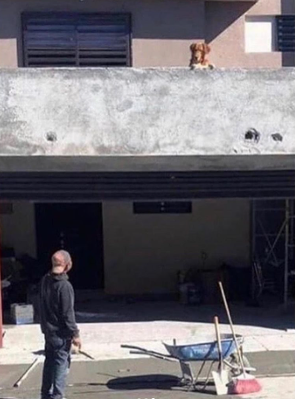 Fail: Hund lässt Ball in nassen Beton fallen
