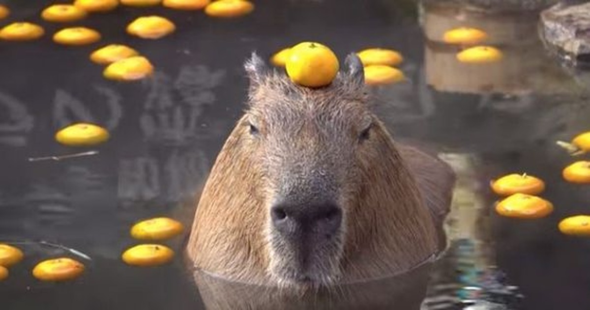 Lustige Tiere.
Hakuna Matata.

Whatever. Wenn du das hier liest, hast du wohl nichts Besseres zu tun?