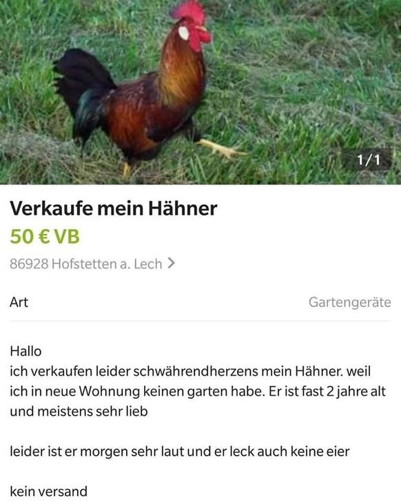 Diese 17 GIFs beweisen, dass Tiere wahre Ausbrech-Akrobaten sind
Wieso redet eigentlich niemand vom Hähner? Der Hähner hat auch Aufmerksamkeit verdient.