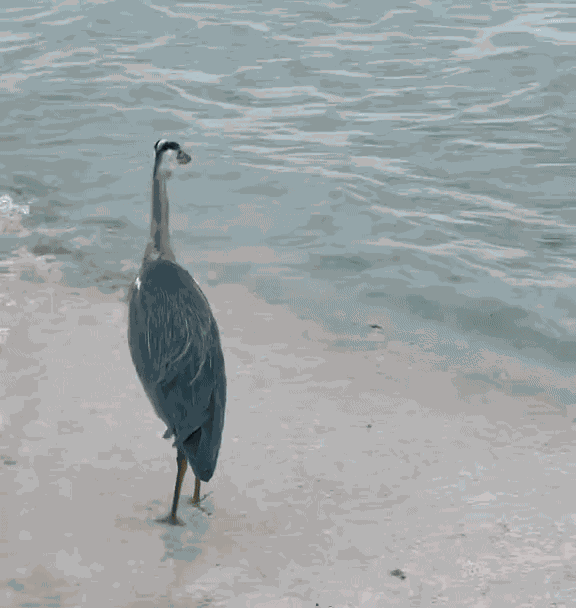 Animiertes GIF