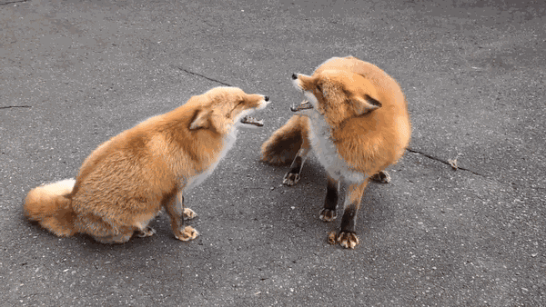 Animiertes GIF