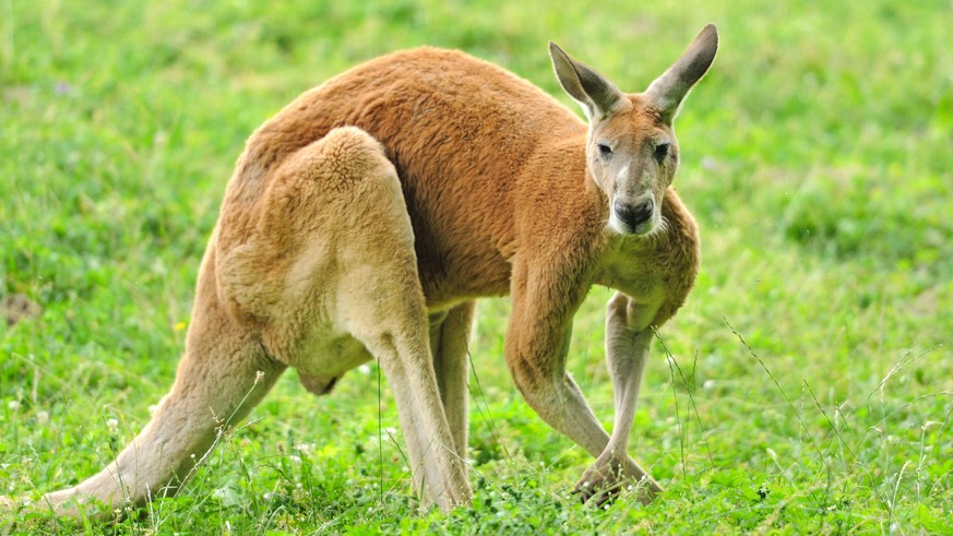 Känguru