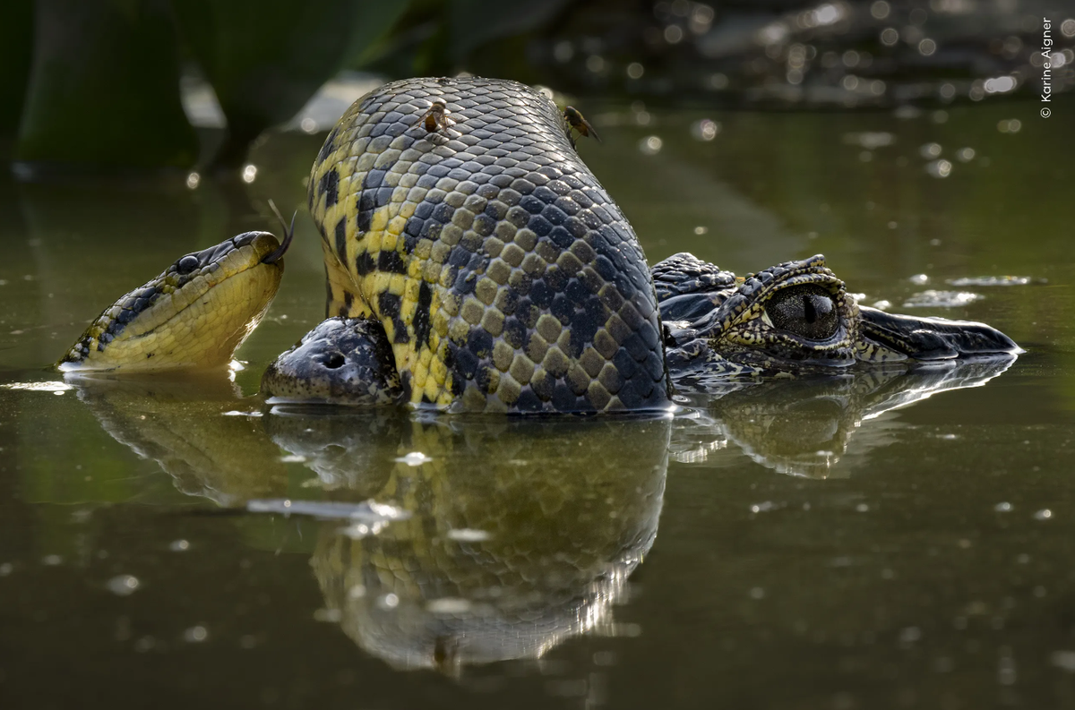 Karine Aigner (USA) recognises the skin of a yellow anaconda as it coils itself around the snout of a yacare caiman.
https://www.nhm.ac.uk/wpy/gallery/2024-wetland-wrestle?tags=ed.current