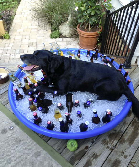 Die lustigsten Tierbilder der Woche: Abkühlung für den Hund