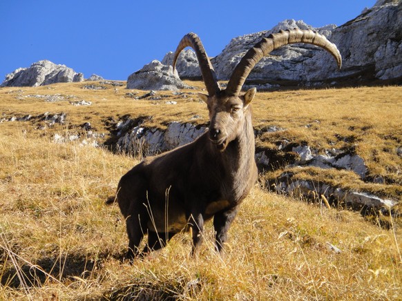 Rauszeit Tierbeobachtungen Pilatus