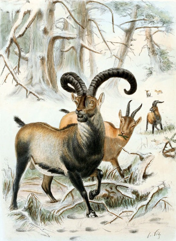 Pyrenäensteinbock (Illustration von Joseph Wolf, 1898)