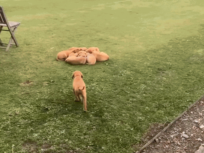 Animiertes GIF