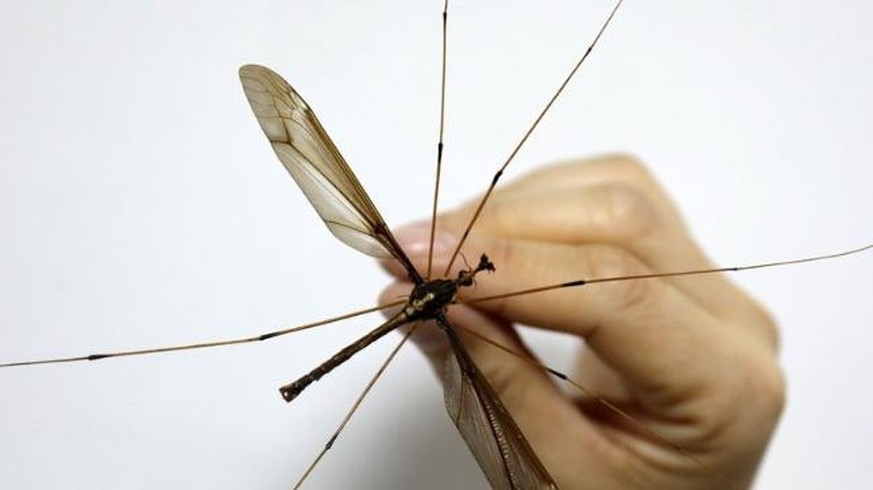 Riesenschnake Holorusia mikado: The giant mosquito, found in China&#039;s Sichuan province, has a wing span of 11.15 cm.