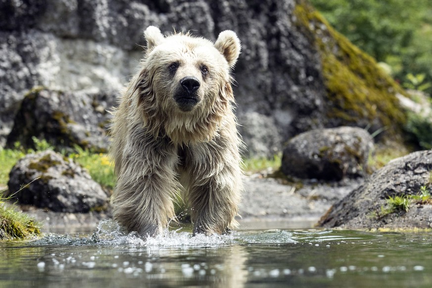 Evi, ein Syrischer Braunbaer, kuehlt sich im Wasser ab am Mittwoch, 3. Juli 2019, im Tierpark Goldau. (KEYSTONE/Alexandra Wey)