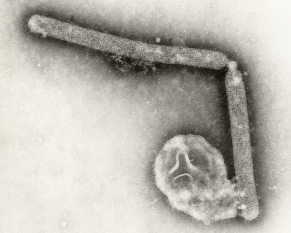 This undated electron microscopic image provided by the Centers for Disease Control and Prevention shows two Influenza A (H5N1) virions, a type of bird flu virus. (Cynthia Goldsmith, Jackie Katz/CDC v ...