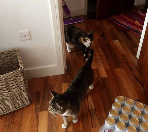 Nala und Ralph, die beiden unzertrennlichen Katzen.
https://www.reddit.com/r/aww/comments/6u1e3m/this_is_ralph_he_comes_to_collect_our_cat_for/