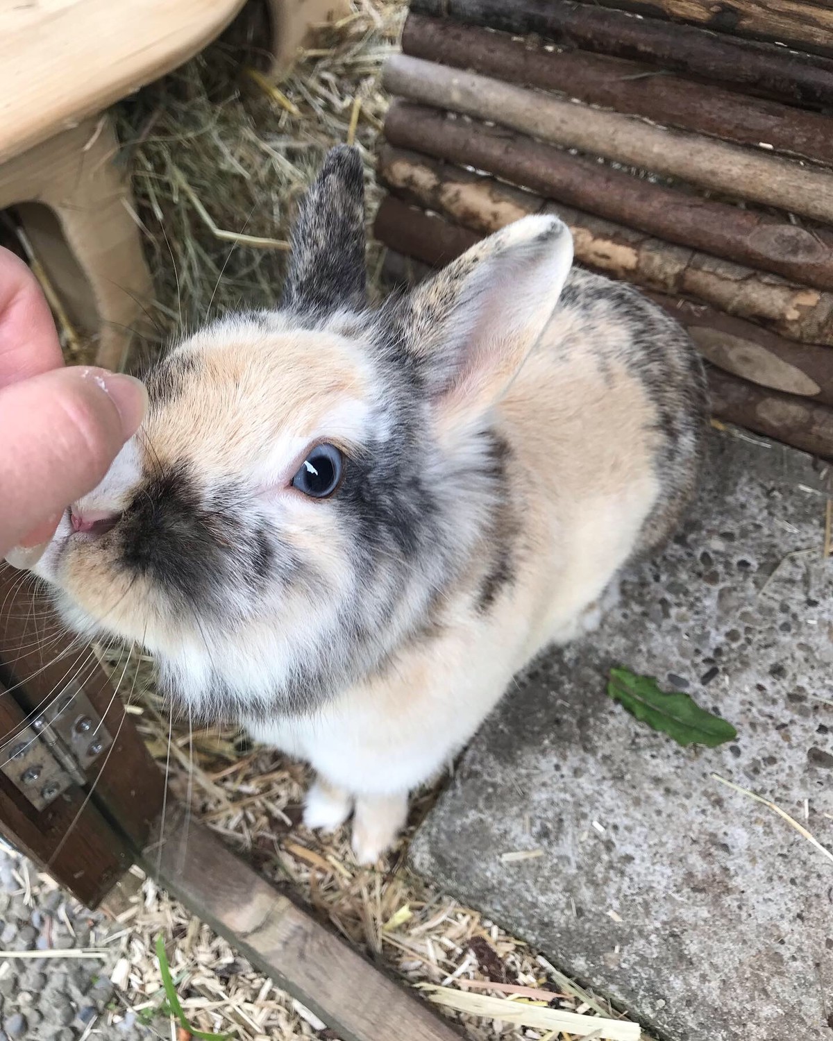 Aufgepasst! Herzige Tiere gibt's heute nur mit eurer Unterstützung!
Darf ich vorstellen: Mrs.Pepper. Sie hat ein blaues und ein braunes Auge 😍