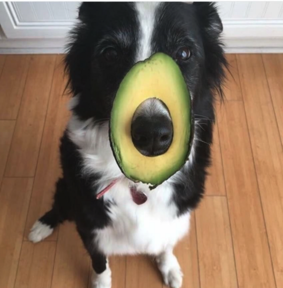 Avocado Hund
Cute News
https://imgur.com/gallery/BbmZG