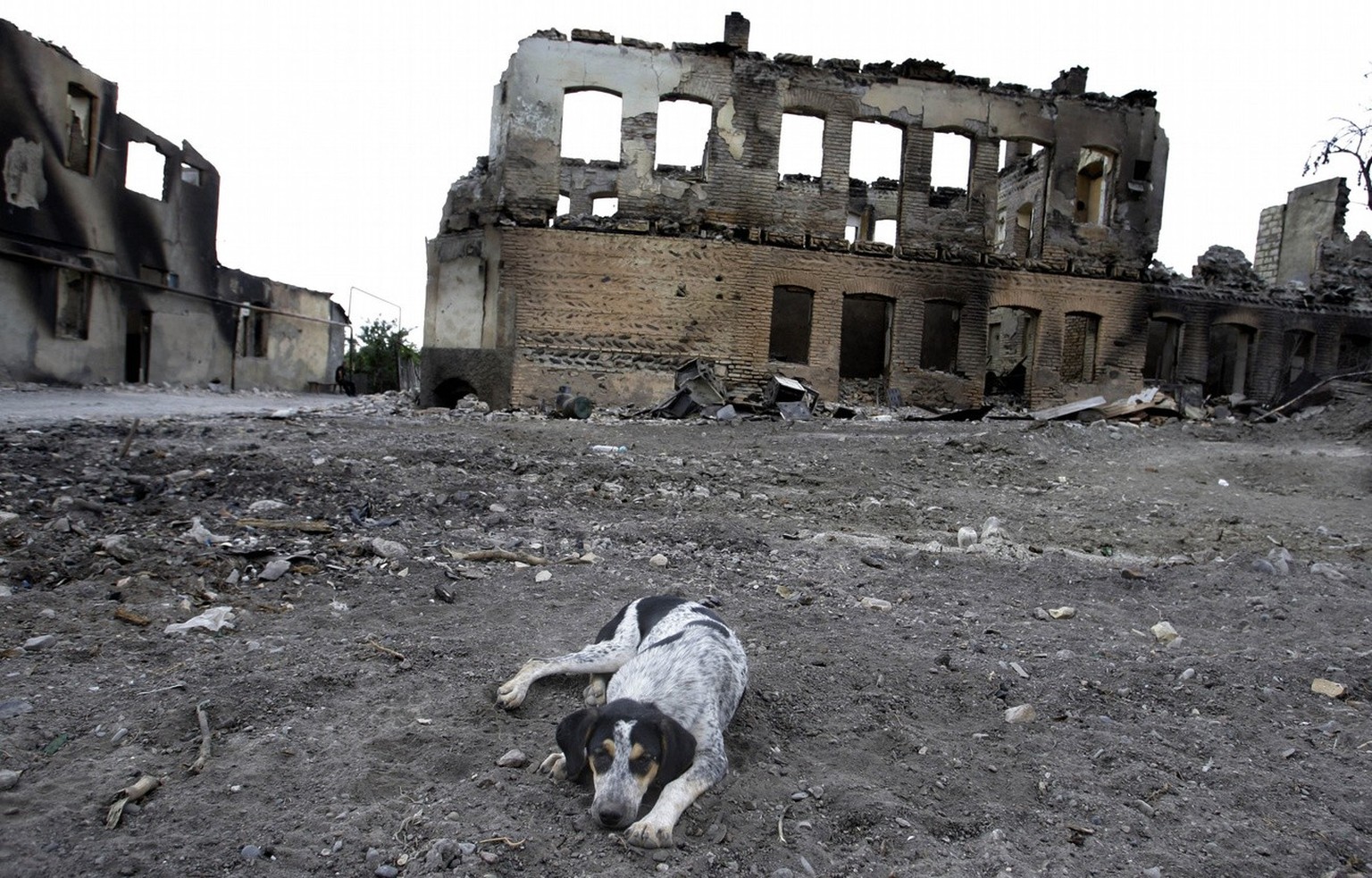 A dog seen in front of houses destroyed during a Georgian assault in Tskhinvali, regional capital of Georgia&#039;s breakaway province of South Ossetia, Sunday, Aug. 31, 2008. A brief war broke out be ...