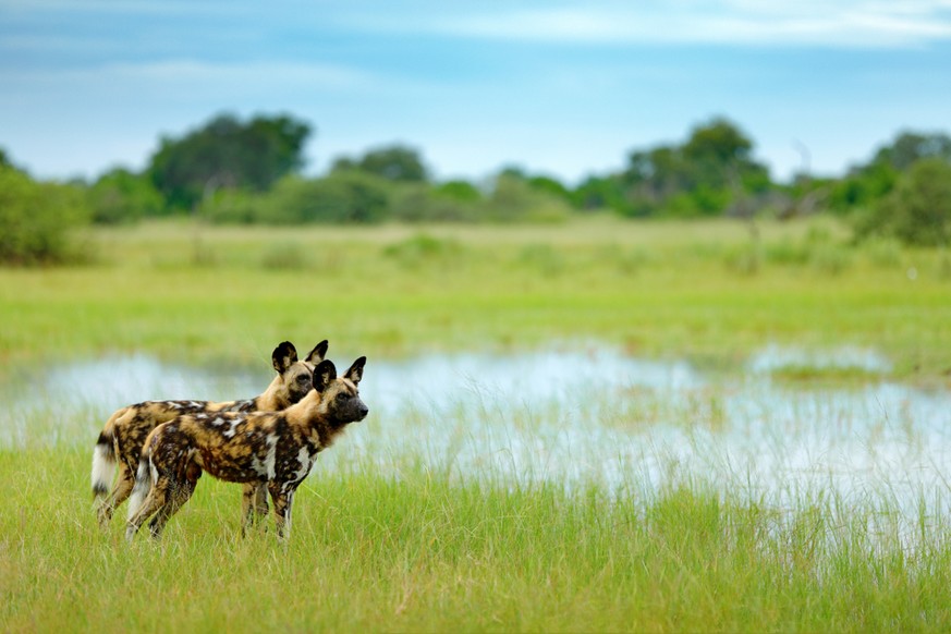 Afrikanische Wildhunde