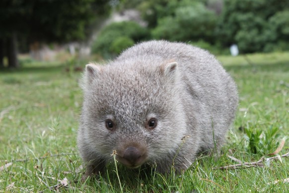 Baby-Wombat
Cute News
http://imgur.com/gallery/MHIMi