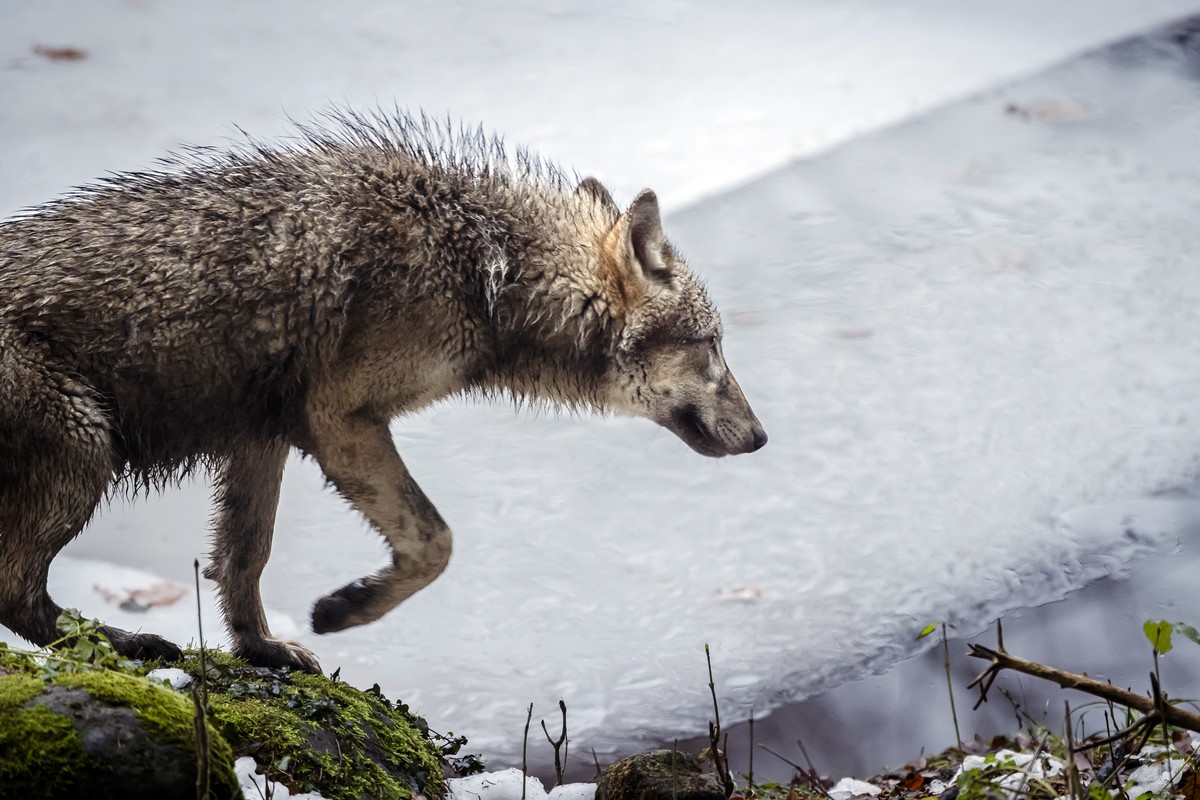 Ein Wolf im Wildnispark Langenberg, aufgenommen am Freitag, 8. Dezember 2023 in Langnau am Albis.Die Woelfe im Wildnispark Zuerich Langenberg stammen urspruenglich von Wildfaengen in den Karpaten ab u ...