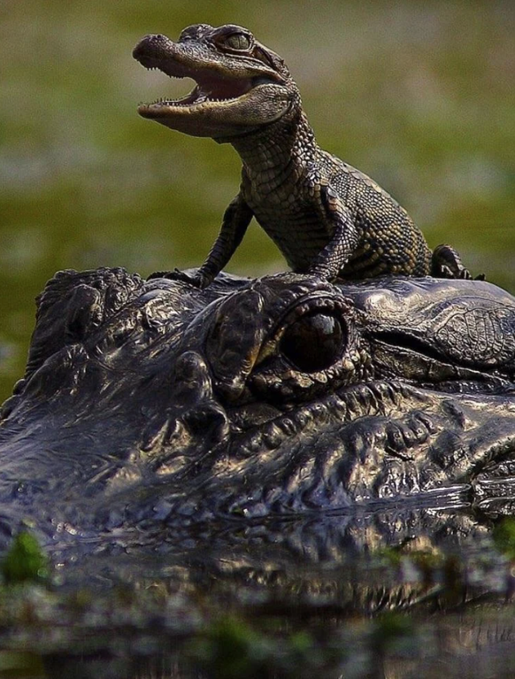 Cute News: Alligator