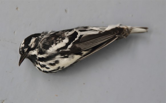 Baumläuferwaldsänger