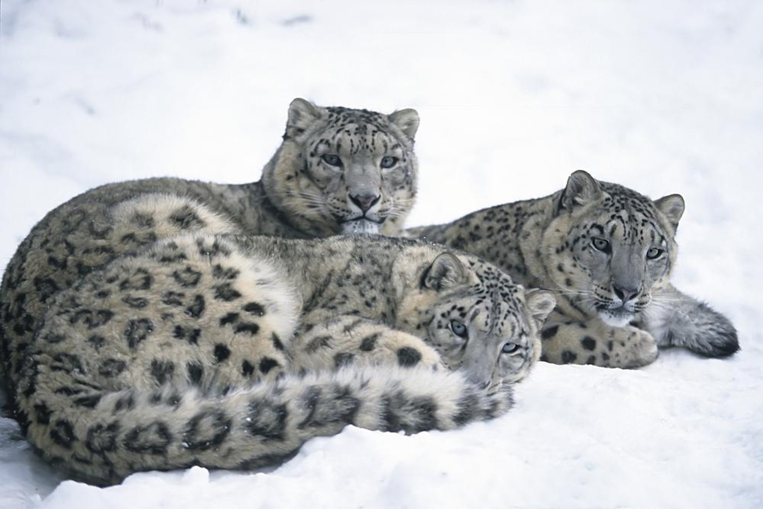 Schneeleopard, Irbis, Panthera uncia