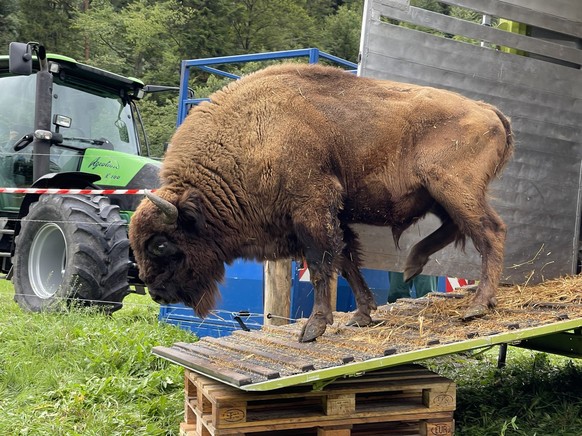 Ein Wisent bei seiner Ankunft in seinem neuen Zuhause.