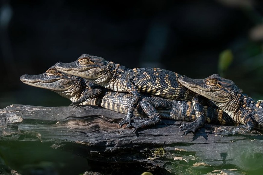 Cute News: Alligatoren