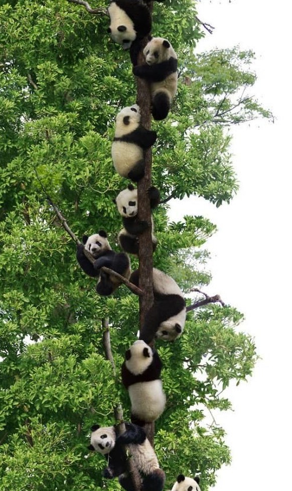 Pandas auf .

http://uberhumor.com/page/8